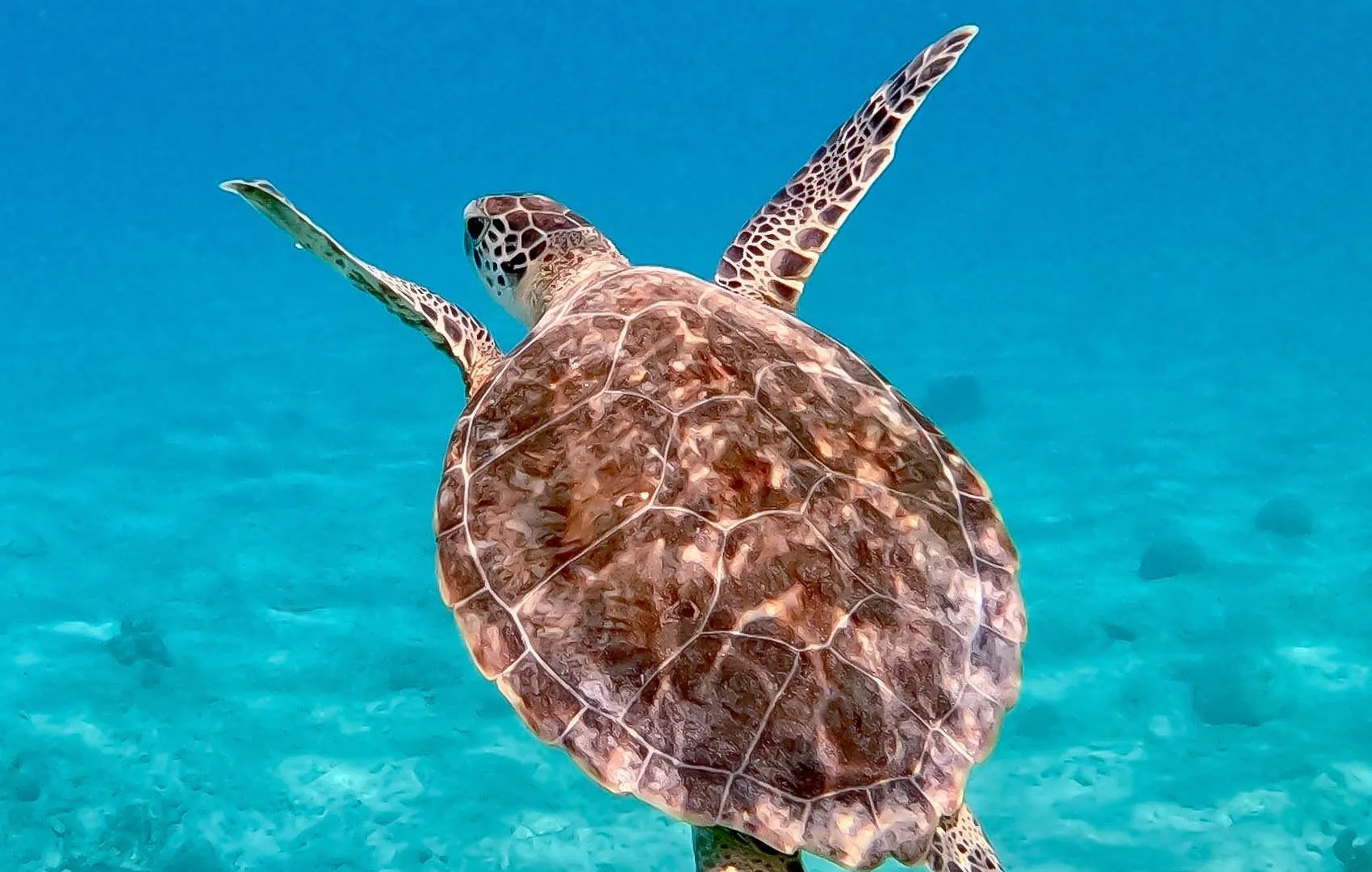 Sorobon Luxury Beach Resort Kralendijk na wyspie Bonaire